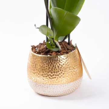 Vela - Çift Dallı Phalaenopsis Orkide