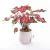 Caladium - Saksı Çiçeği