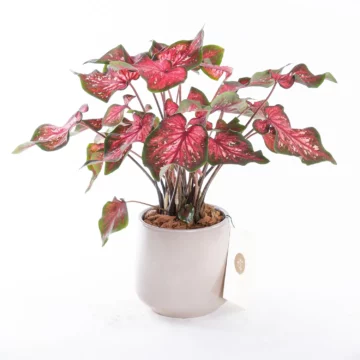 Caladium - Saksı Çiçeği
