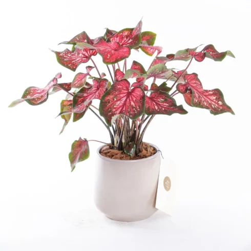 Caladium - Saksı Çiçeği