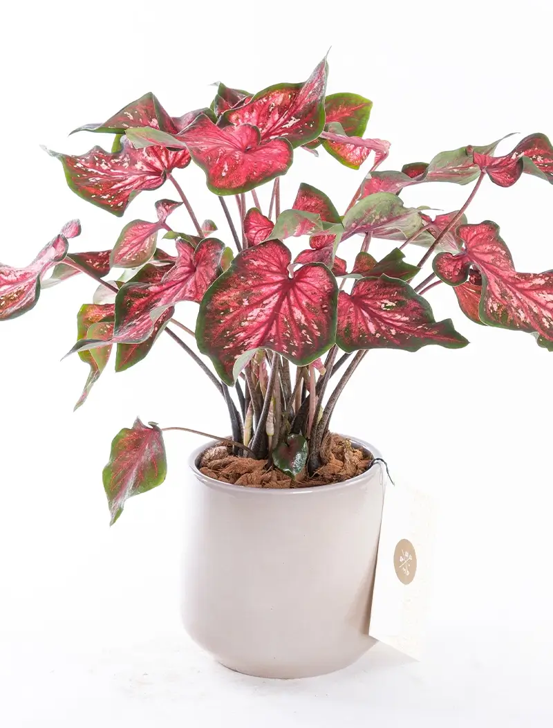 Caladium - PLG