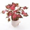 Caladium - Saksı Çiçeği