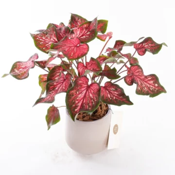 Caladium - Saksı Çiçeği