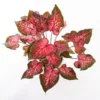 Caladium - Saksı Çiçeği