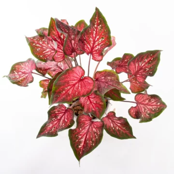 Caladium - Saksı Çiçeği