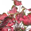 Caladium - Saksı Çiçeği