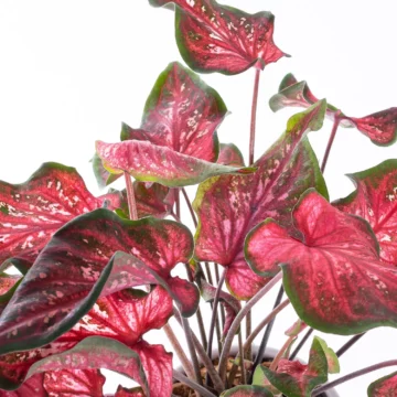 Caladium - Saksı Çiçeği