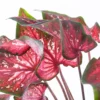 Caladium - Saksı Çiçeği
