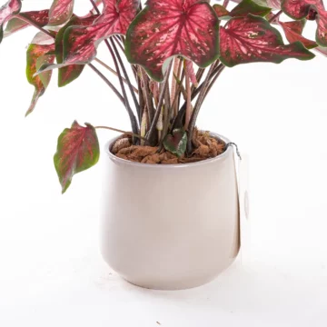 Caladium - Saksı Çiçeği