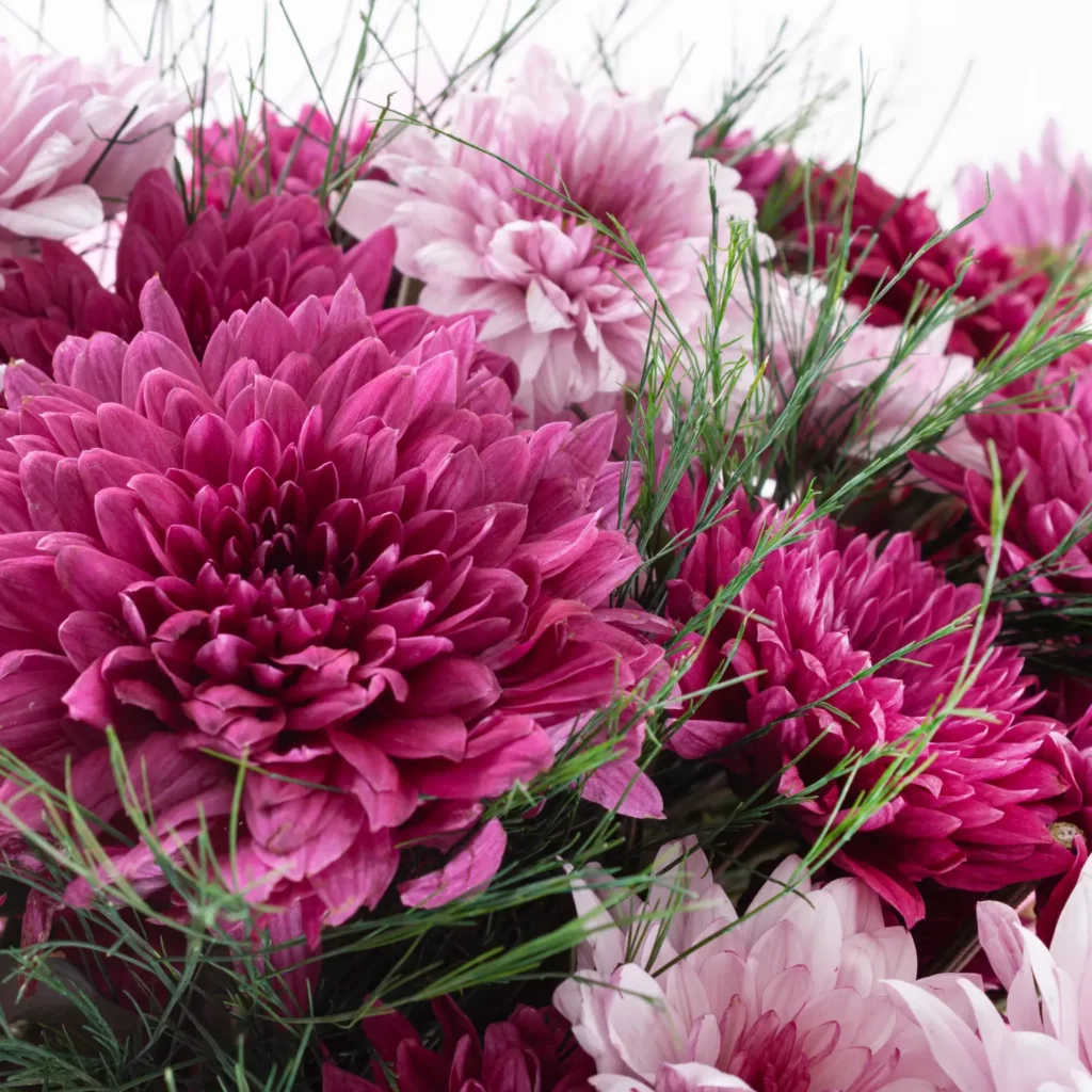 Everybloom - Krizantem Çiçek Buketi Everybloom - Krizantem Çiçek Buketi