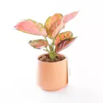 Flamingo - Aglaonema Bitkisi