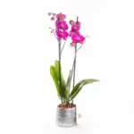 Aria Silver - Çift Dallı Fuşya Orkide