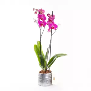 Aria Silver - Çift Dallı Fuşya Orkide