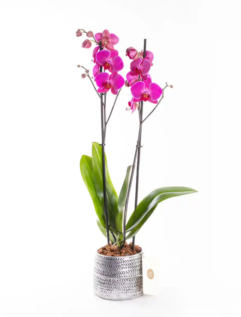 Aria Silver - Çift Dallı Fuşya Orkide PLG