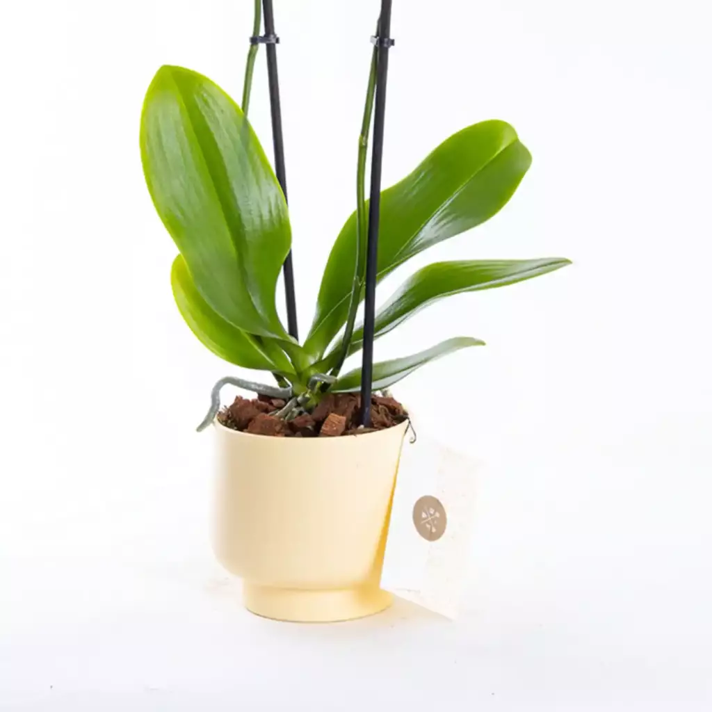 Bumblebee Lemon - Çift Dallı Sarı Orkide Bumblebee Lemon - Çift Dallı Sarı Orkide