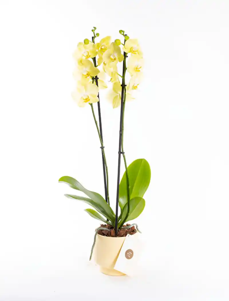 Bumblebee Lemon - Çift Dallı Sarı Orkide PLG