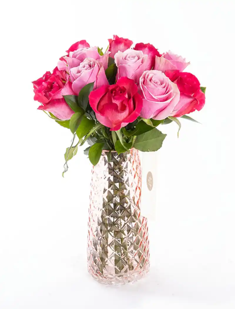 Candy - Pembe ve Fuşya Gül Çiçeği PLG
