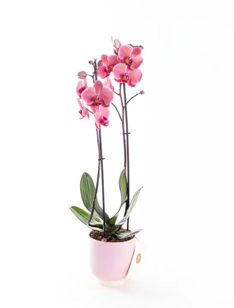Coral Pink - Çift Dallı Mercan Rengi Orkide PLG