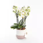 Gina - Premium Çok Dallı Beyaz Orkide