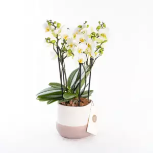 Gina - Premium Çok Dallı Beyaz Orkide