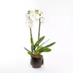 Valery Scandic - Çift Dallı Beyaz Orkide