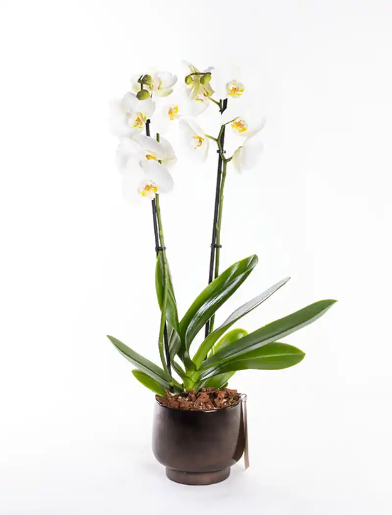 Valery Scandic - Çift Dallı Beyaz Orkide PLG