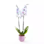 Wonder - Çift Dallı Mavi ve Pembe Ton Geçişli Orkide
