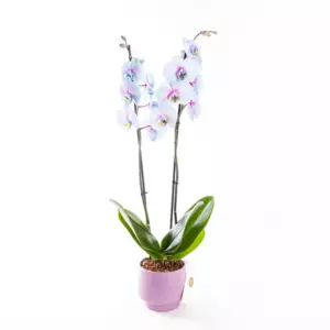 Wonder - Çift Dallı Mavi ve Pembe Ton Geçişli Orkide