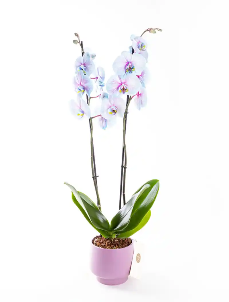 Wonder - Çift Dallı Mavi ve Pembe Ton Geçişli Orkide PLG